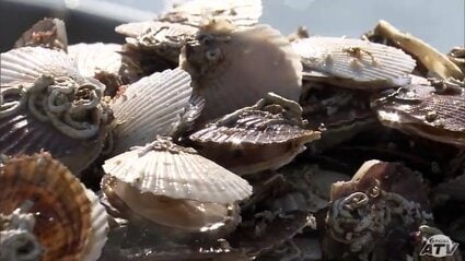 【陸奥湾】大量に死ぬホタテ、危機感募る漁師　水揚げ量が「例年の1割」とする人も